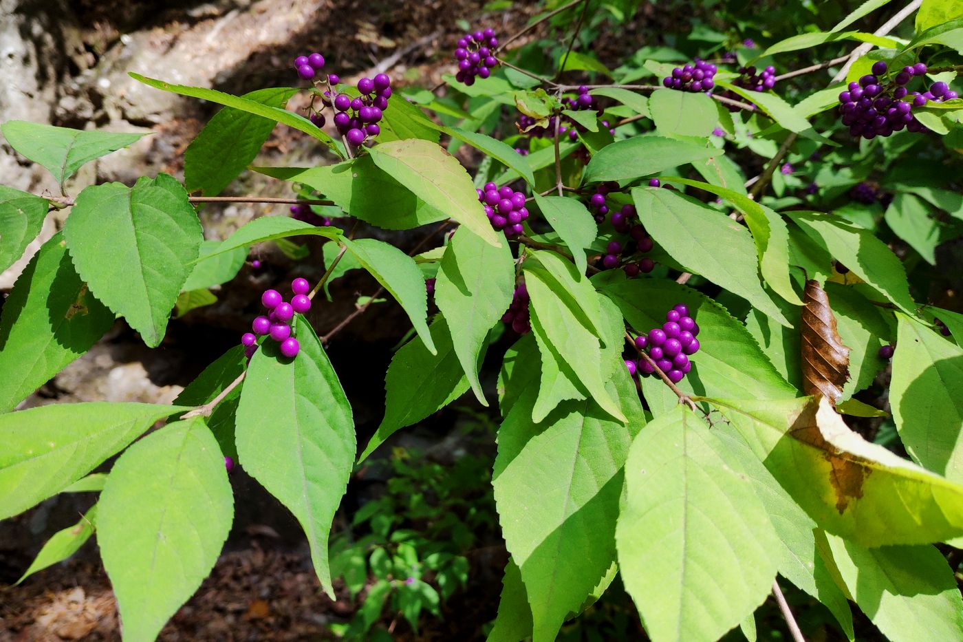 Image of Callicarpa dichotoma specimen.