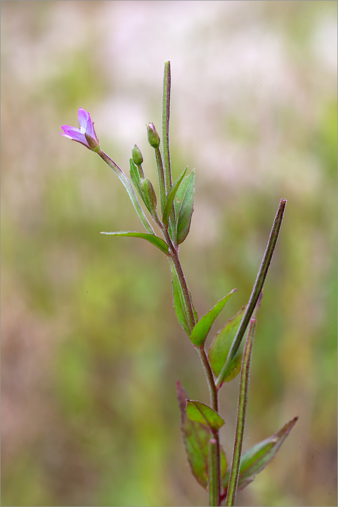 Image of Epilobium adenocaulon specimen.