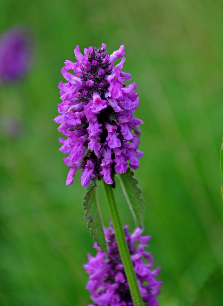 Изображение особи Betonica officinalis.