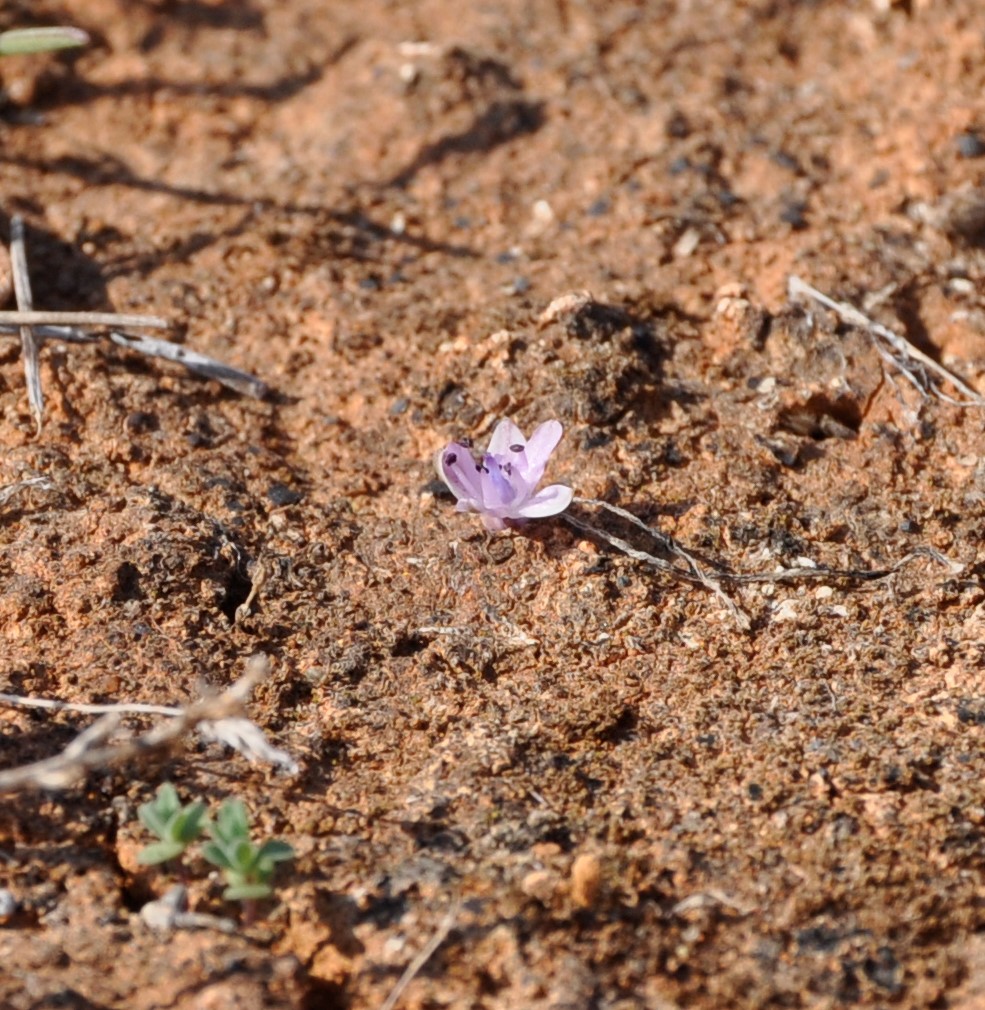 Image of Prospero autumnale specimen.