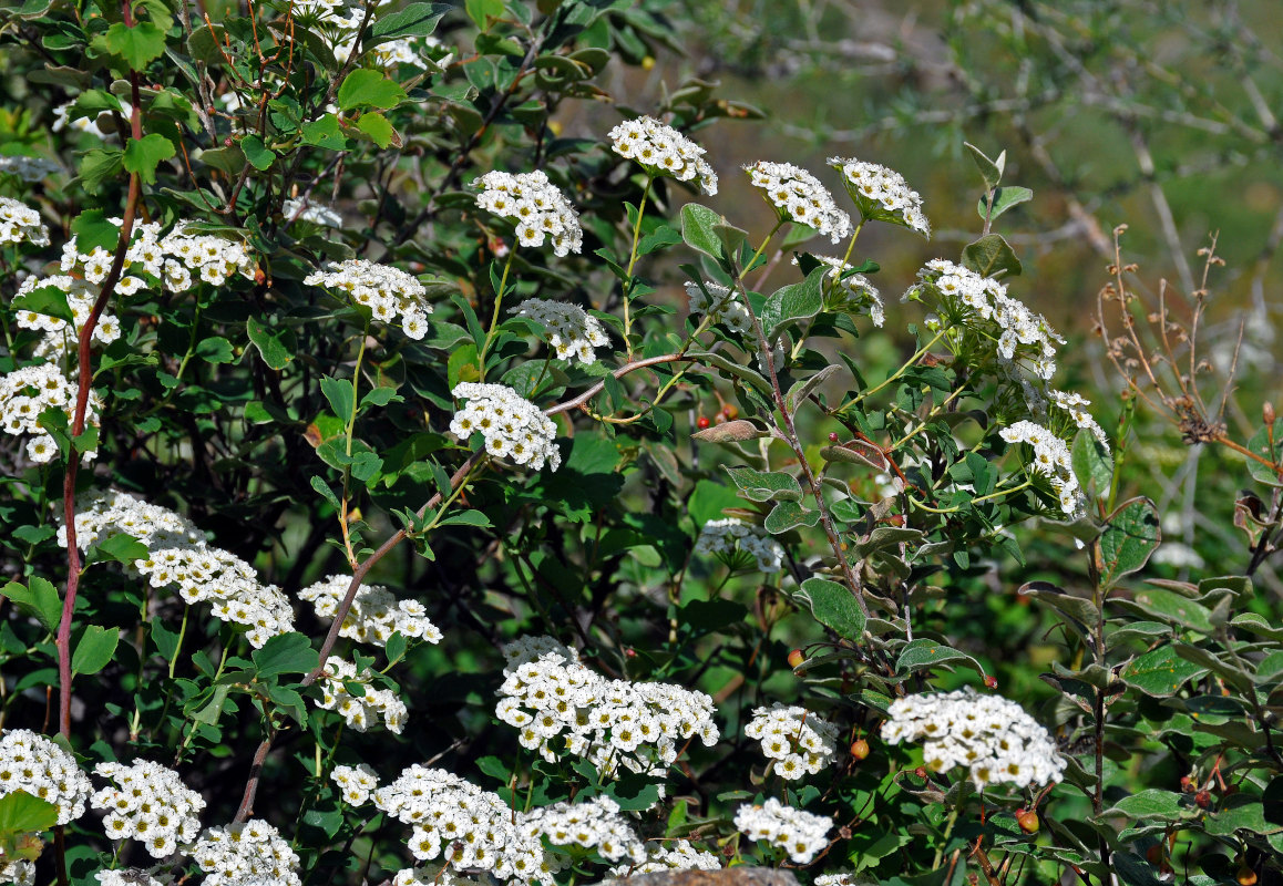 Изображение особи Spiraea trilobata.