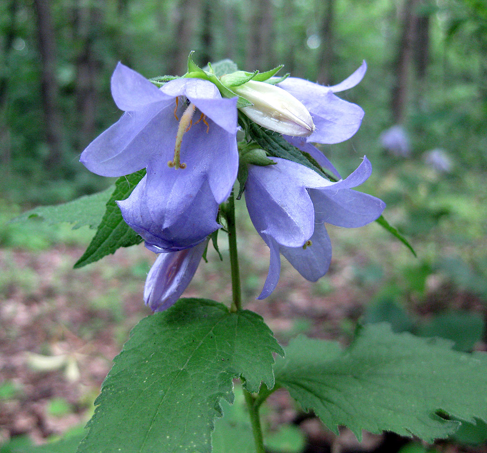 Image of Campanula trachelium specimen.