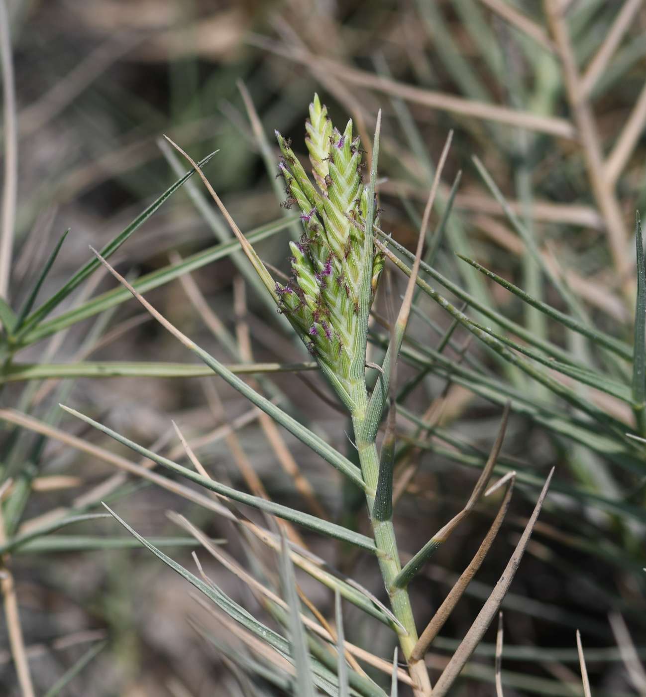 Image of Distichlis spicata specimen.