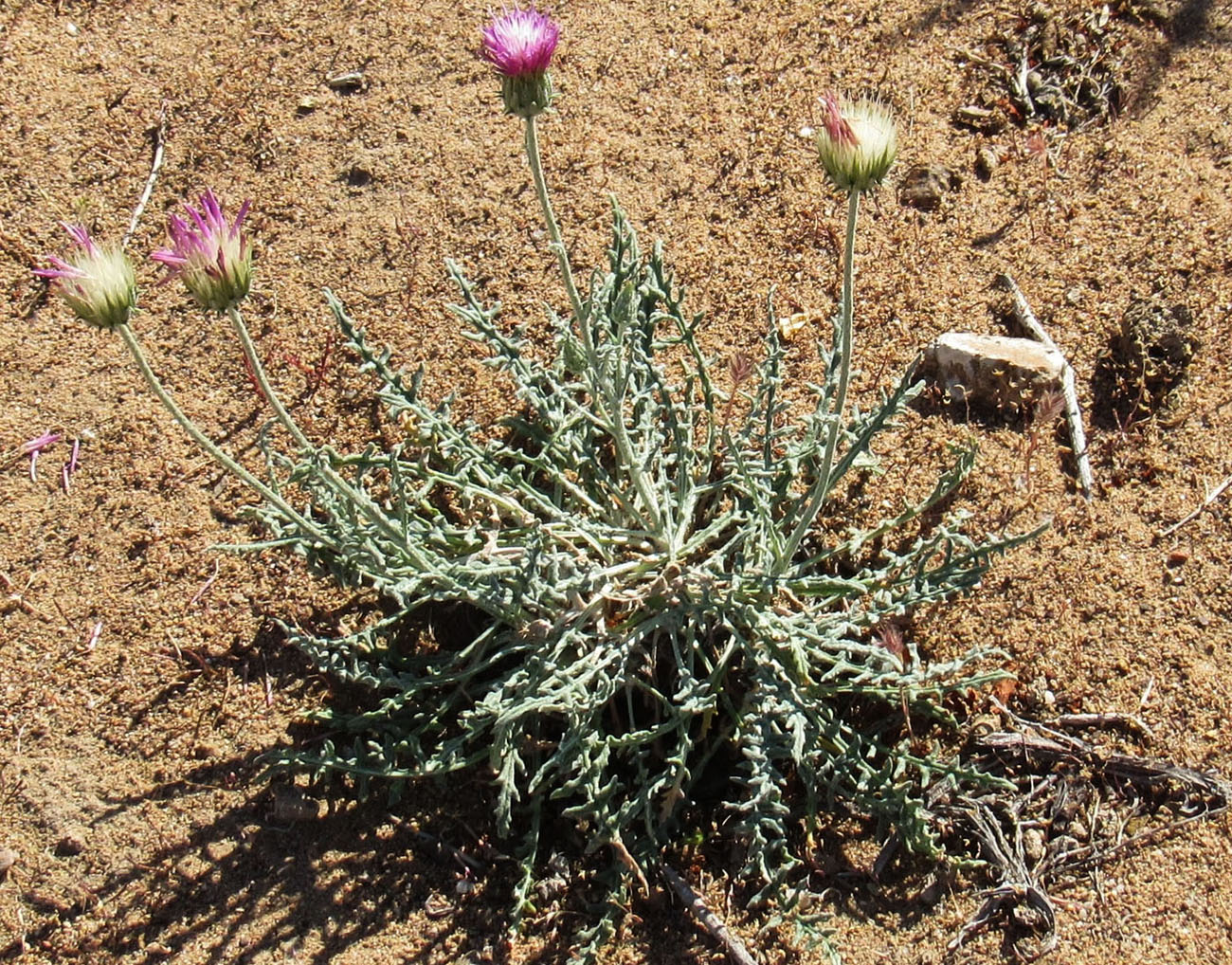 Image of Jurinea multiloba specimen.