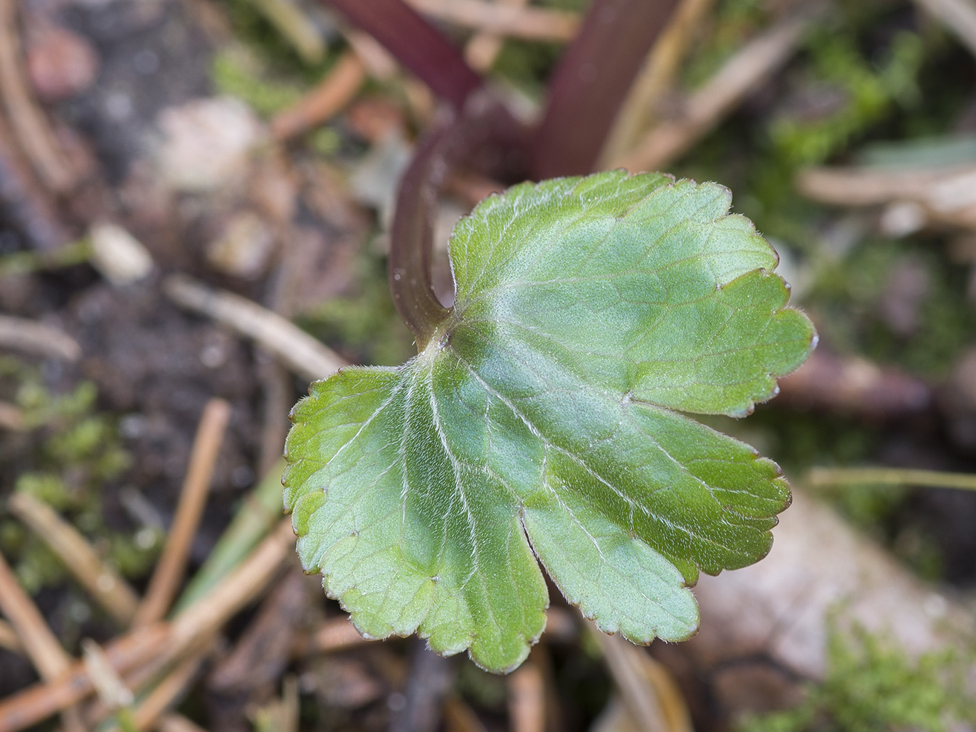 Image of genus Ranunculus specimen.