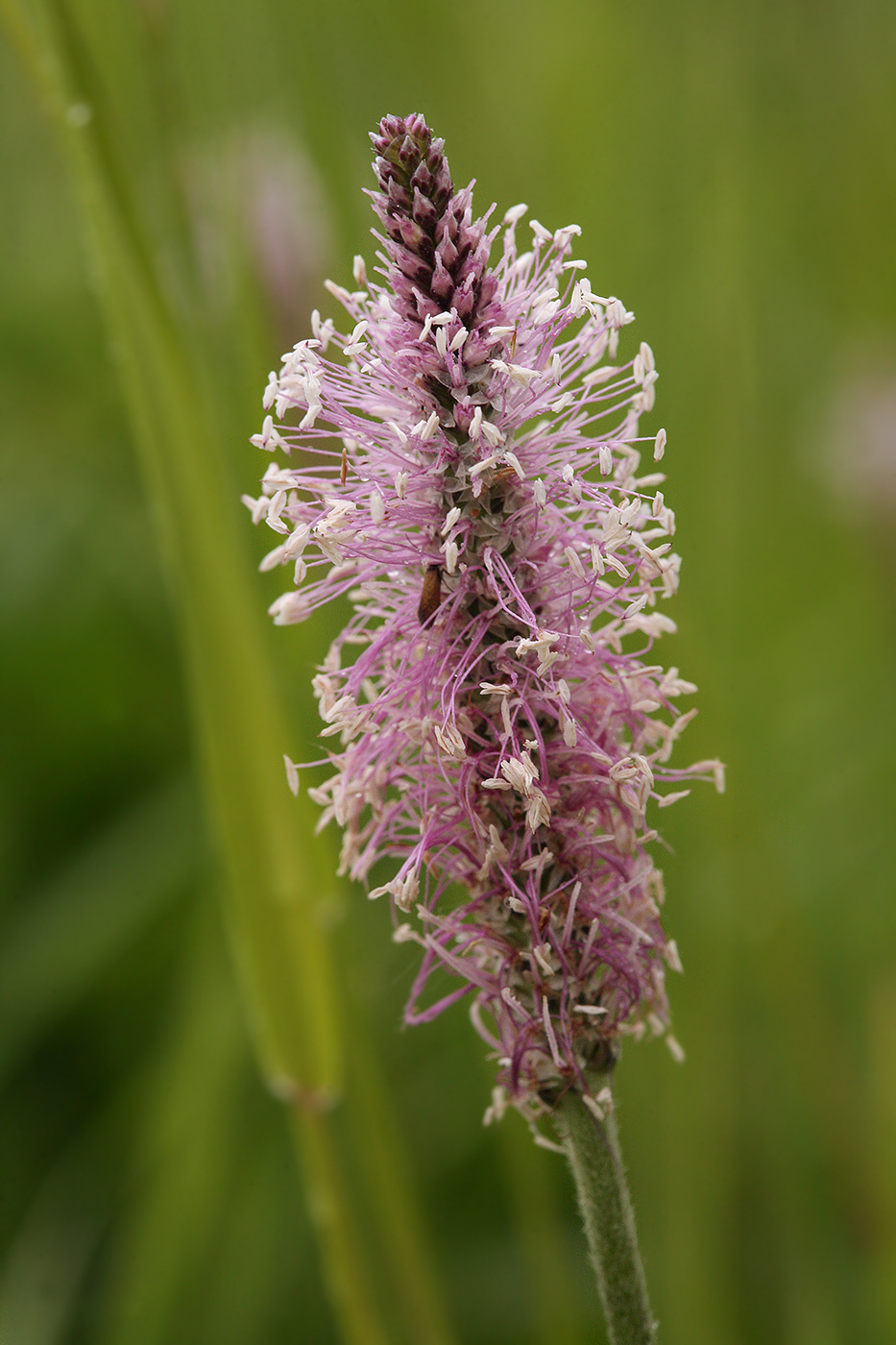 Image of Plantago media specimen.