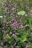 Trifolium pratense. Аспект цветущих и плодоносящих растений в сообществе с Tussilago farfara. Карельский перешеек, окр. Сертолово, на просеке газопровода. 14.07.2019.