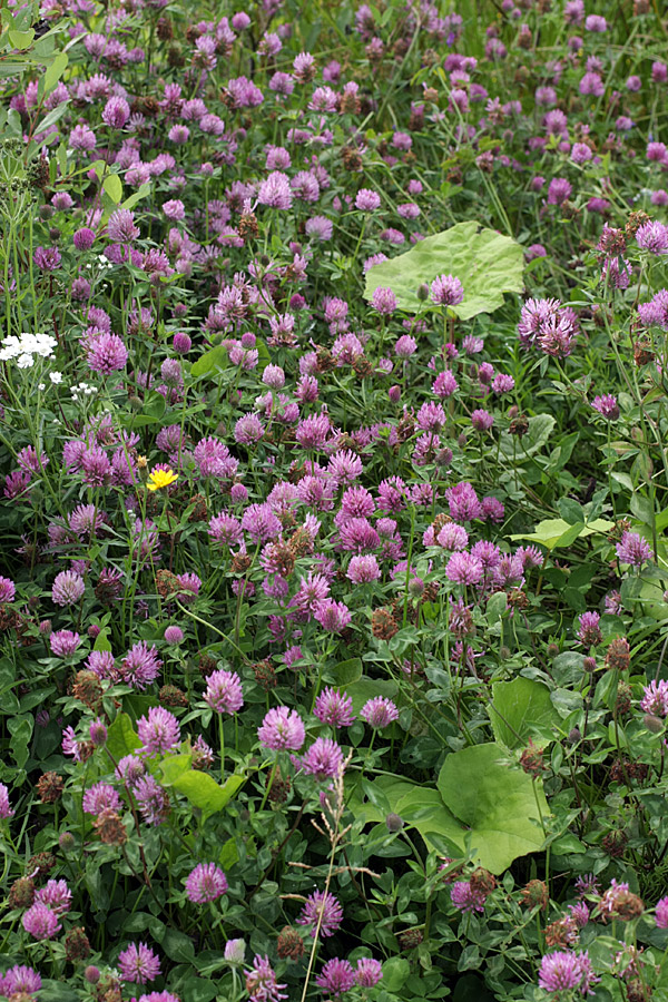 Изображение особи Trifolium pratense.