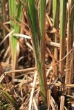 Carex omskiana