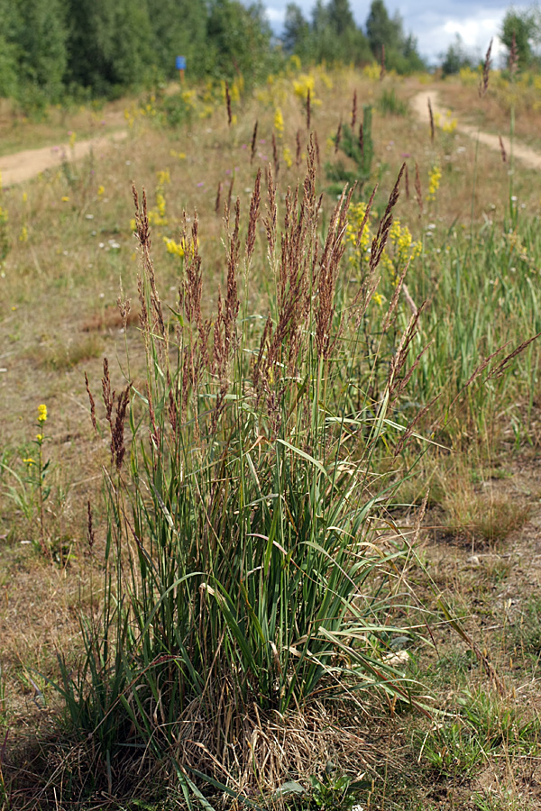 Изображение особи Calamagrostis epigeios.