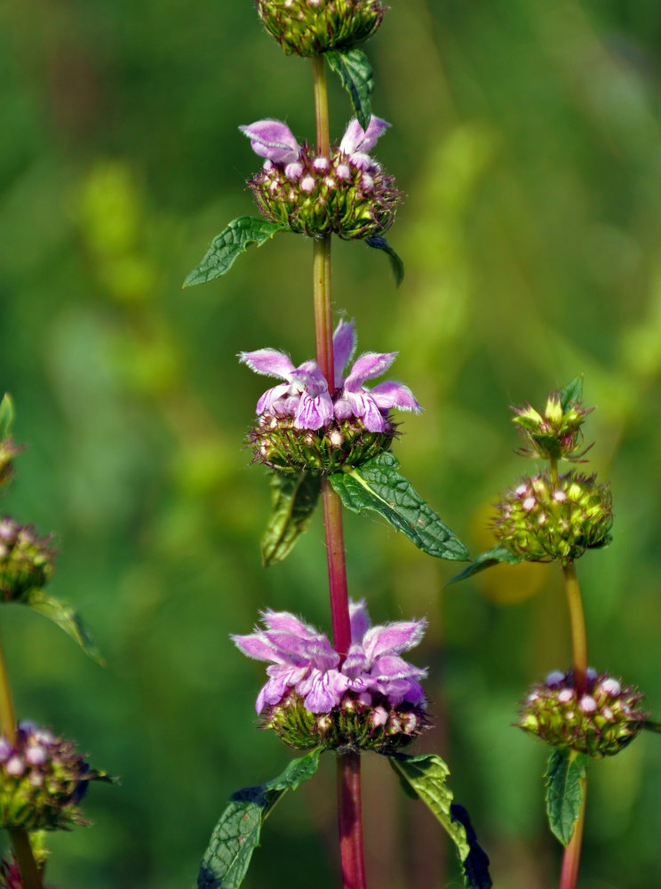 Image of Phlomoides tuberosa specimen.