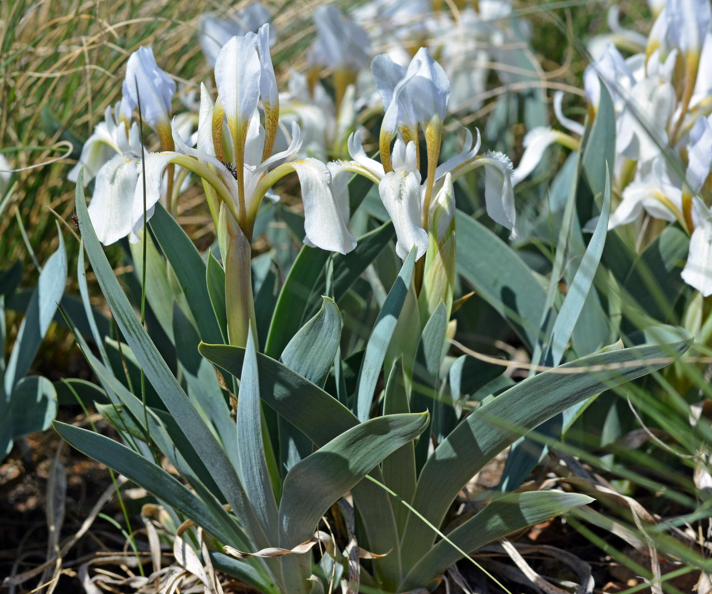 Изображение особи Iris glaucescens.