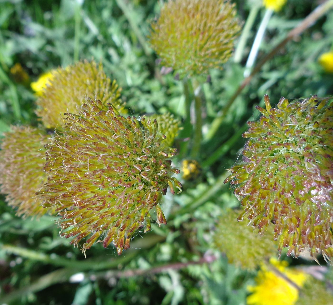 Изображение особи Taraxacum officinale.