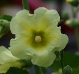 Alcea rugosa