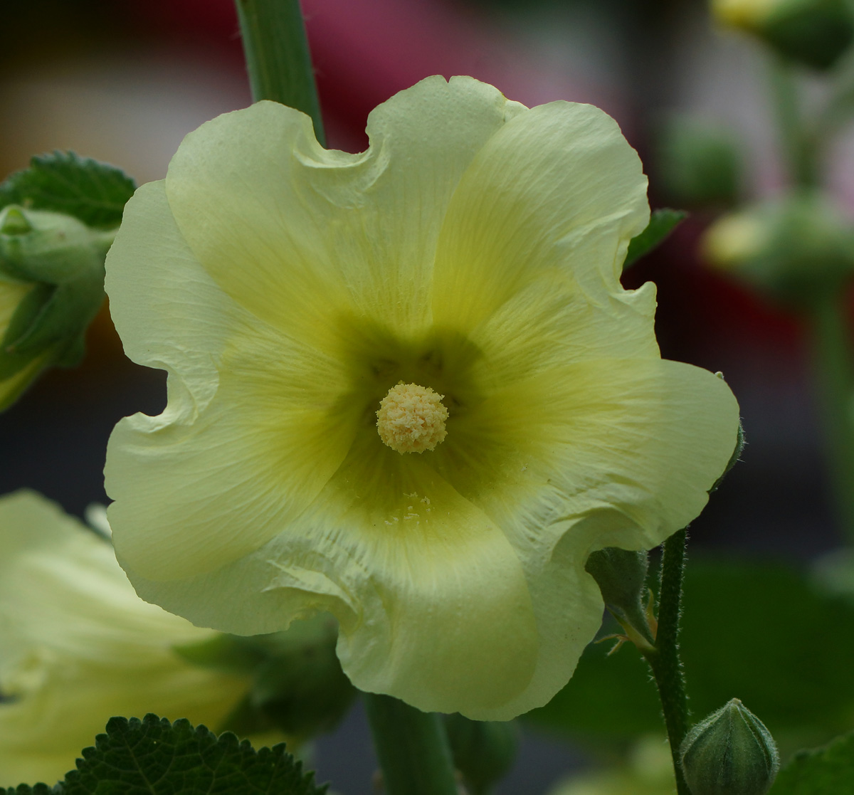 Изображение особи Alcea rugosa.