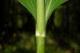 Polygonatum multiflorum