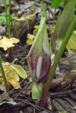 Arum maculatum