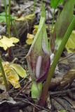 Arum maculatum