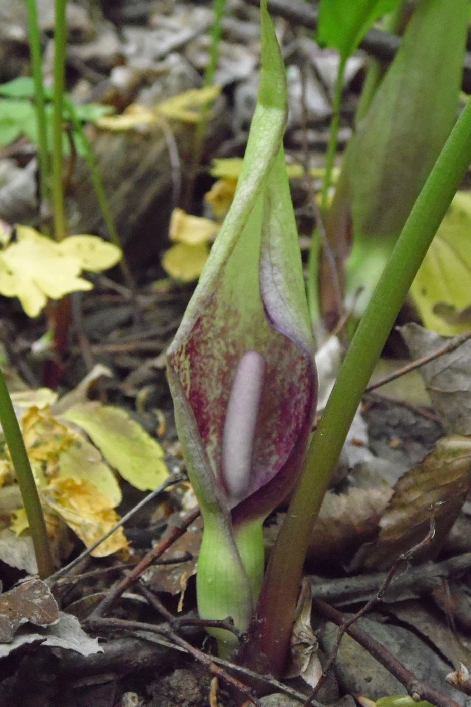 Изображение особи Arum maculatum.