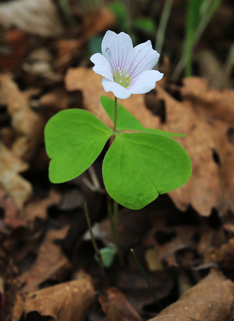 Изображение особи Oxalis acetosella.