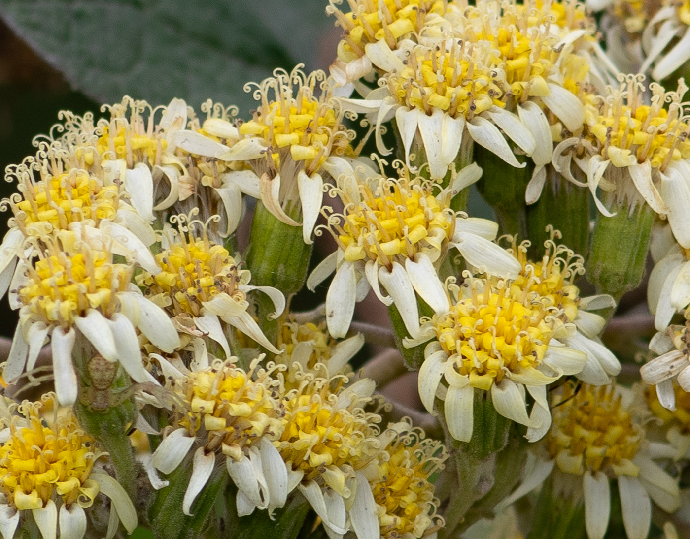 Изображение особи Jungia paniculata.