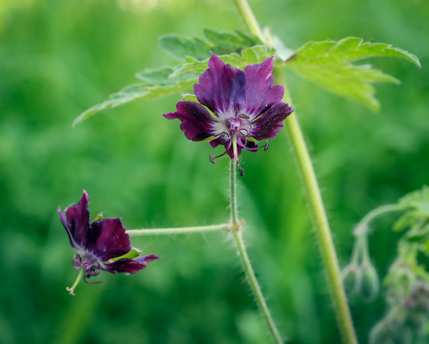 Изображение особи Geranium phaeum.