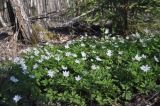 Anemone nemorosa