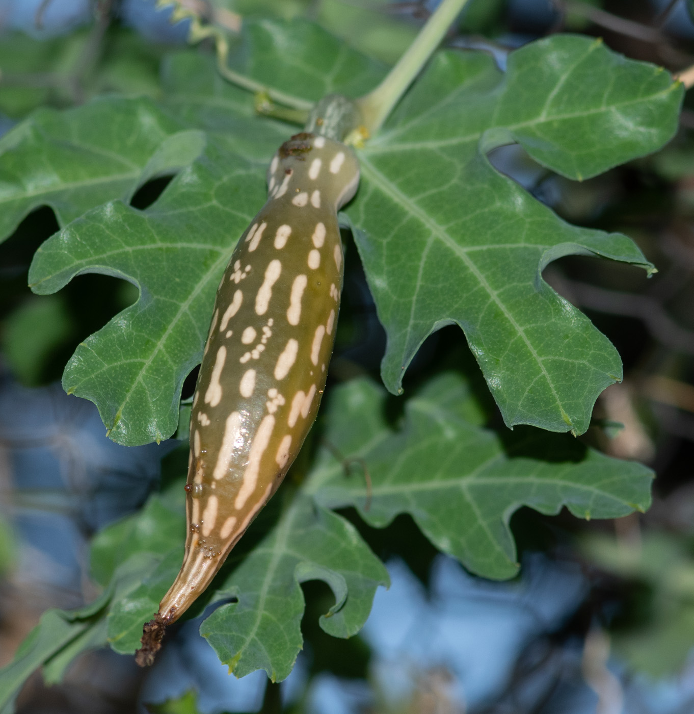 Изображение особи Coccinia sessilifolia.