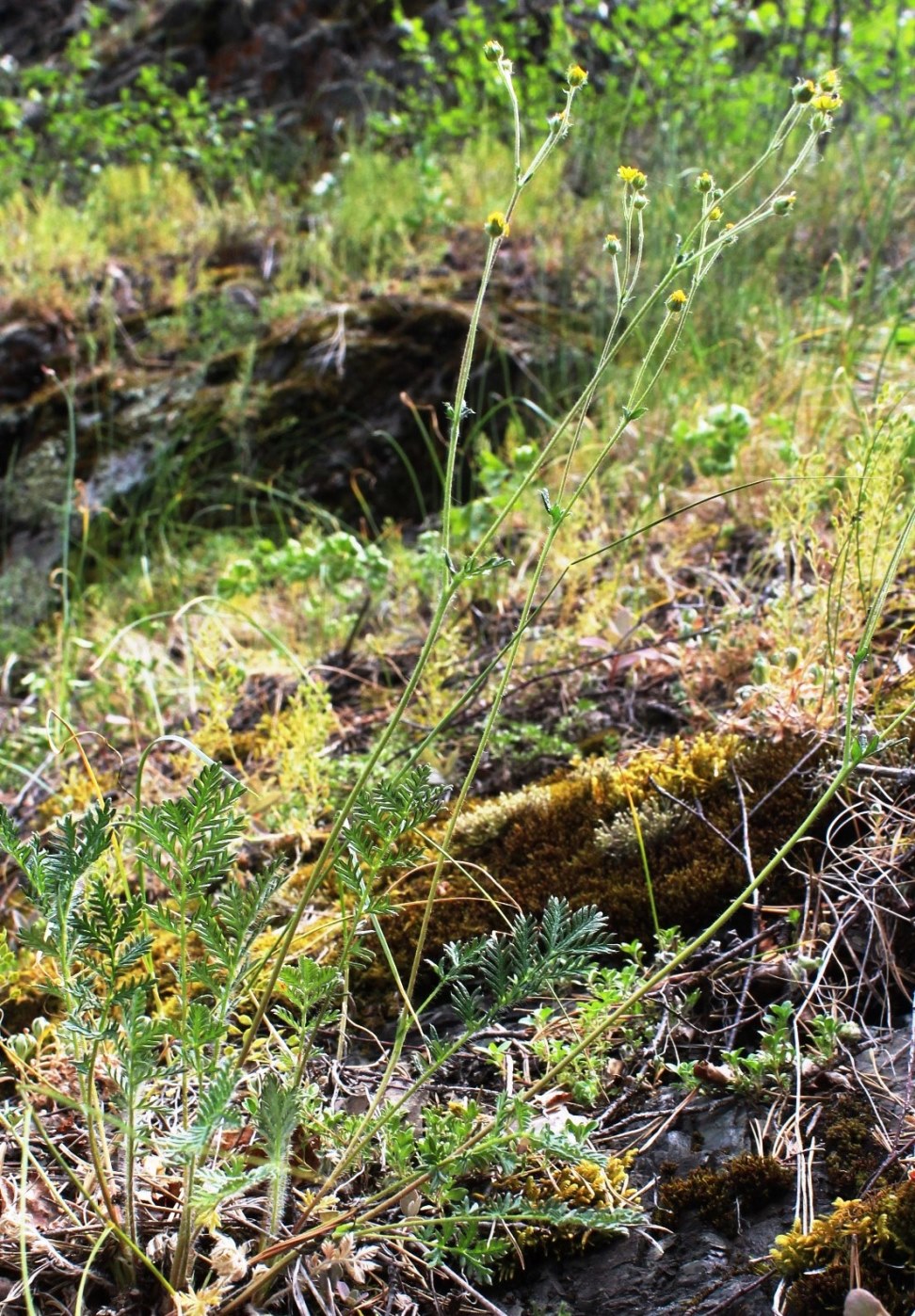 Изображение особи Potentilla sericea.