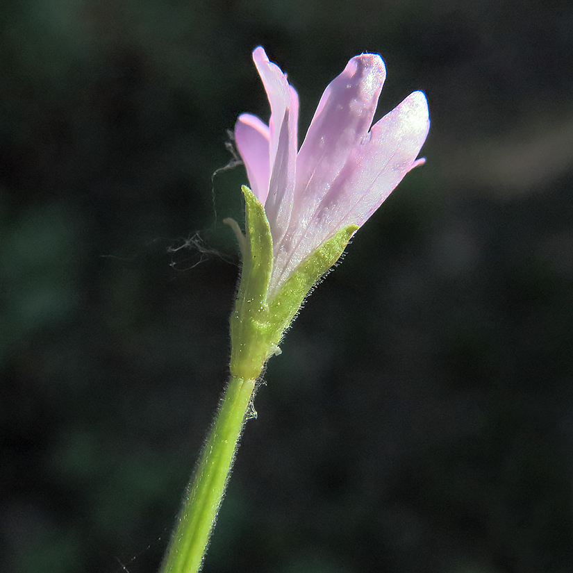 Image of Epilobium montanum specimen.