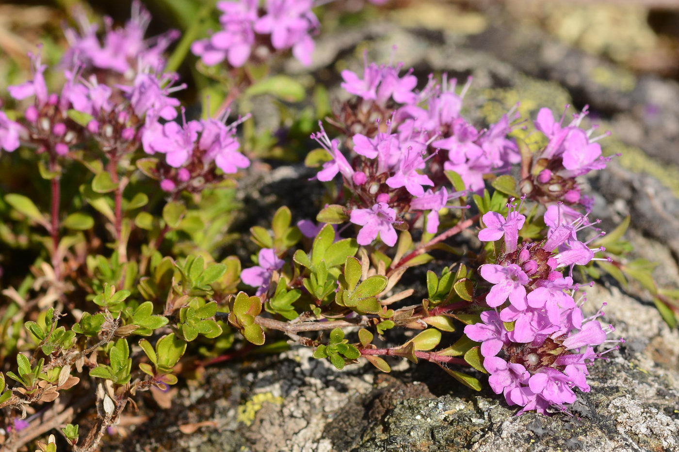 Изображение особи Thymus pseudalternans.