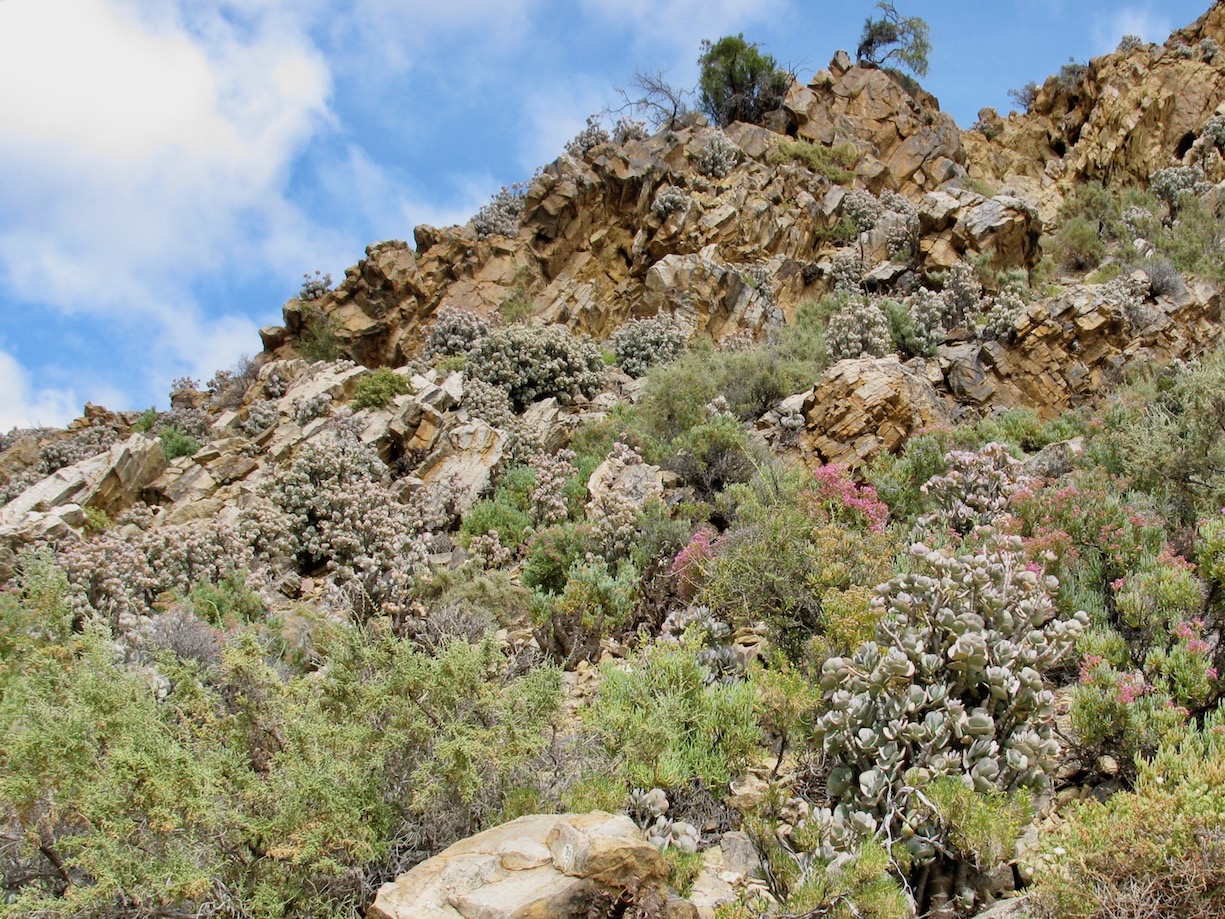 Image of Crassula arborescens specimen.