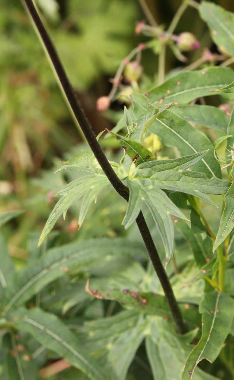 Image of Aconitum krylovii specimen.