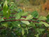 Salix dshugdshurica. Побеги. Магаданская обл., окр. г. Магадан, нижнее течение р. Магаданка, в разреженном ивняке. 11.09.2018.