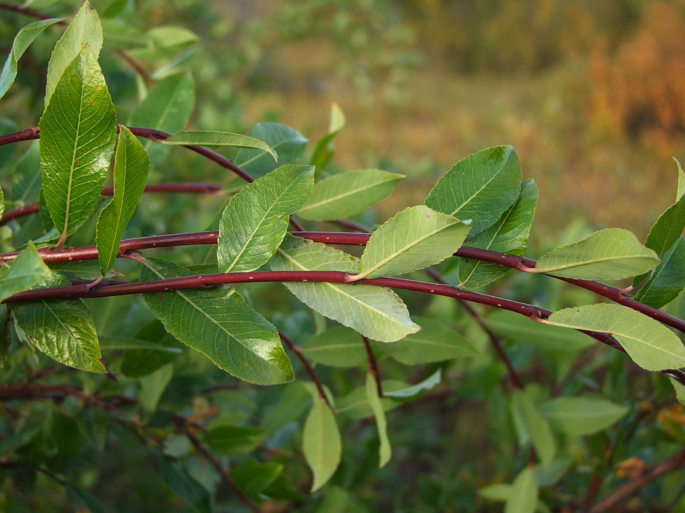 Image of Salix dshugdshurica specimen.