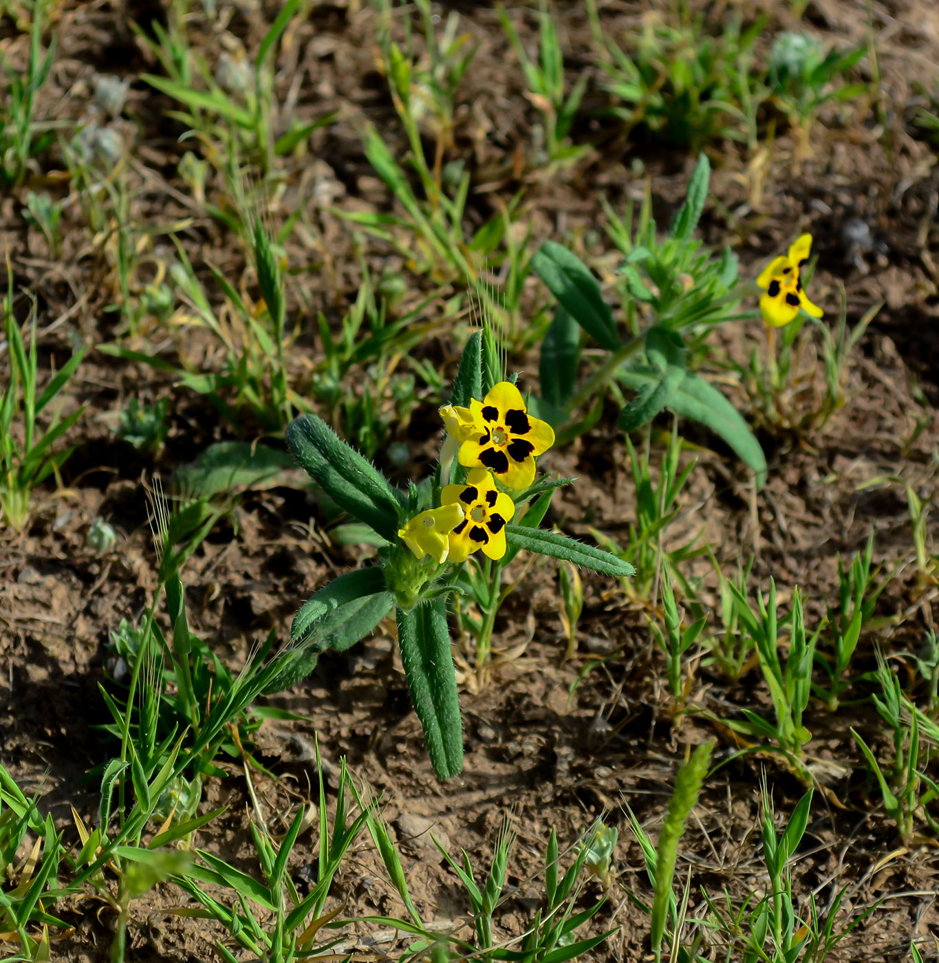 Image of Arnebia decumbens specimen.