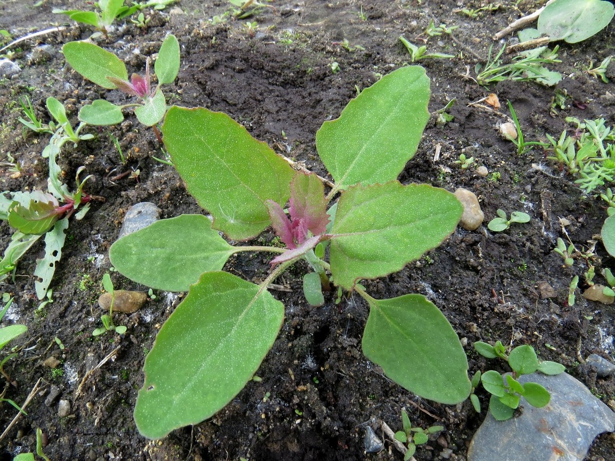 Изображение особи Chenopodium album.