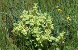 Eremostachys isochila