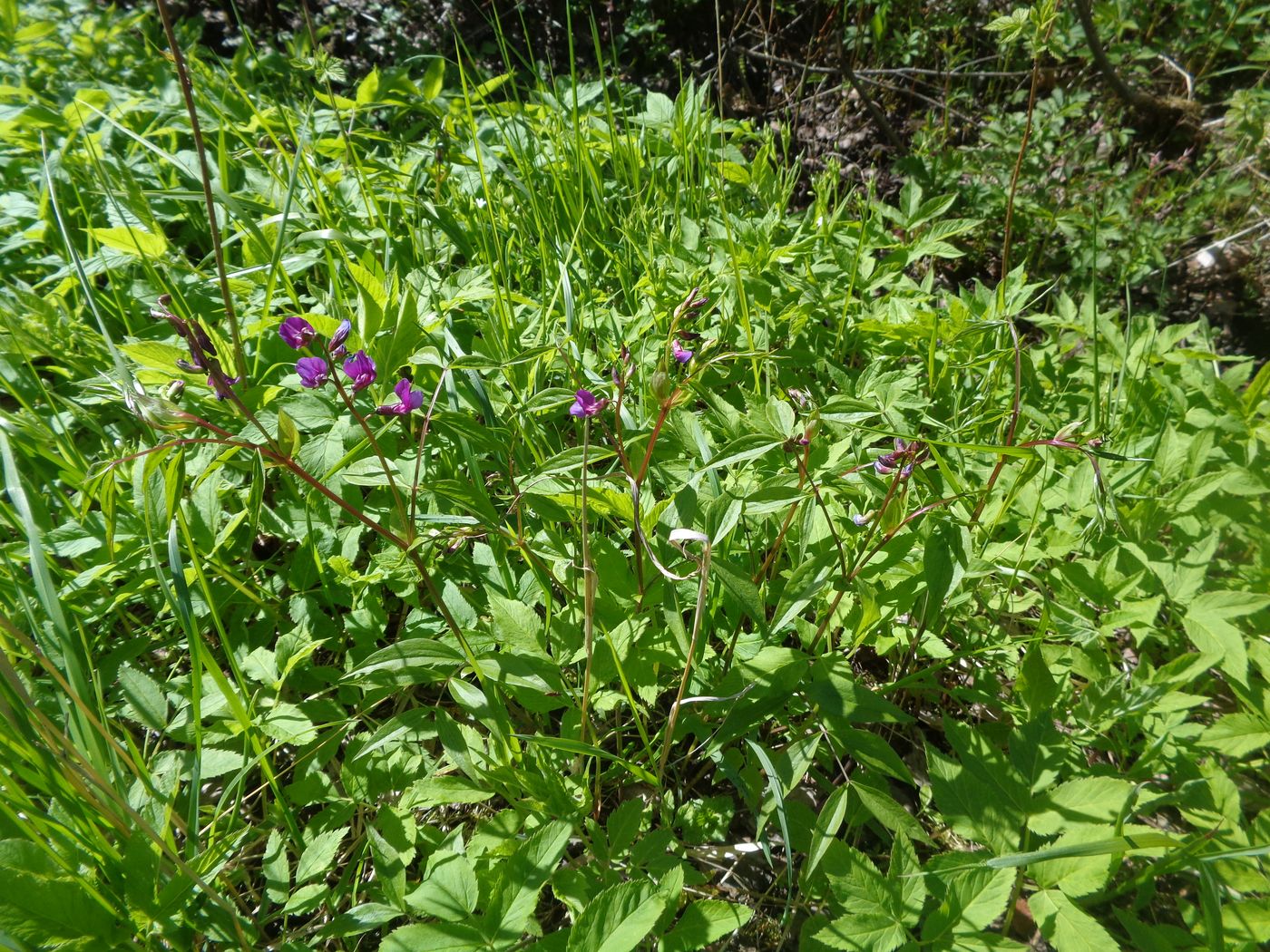 Image of Lathyrus vernus specimen.