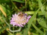 Knautia arvensis