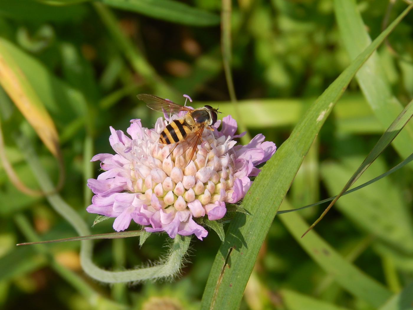 Image of Knautia arvensis specimen.