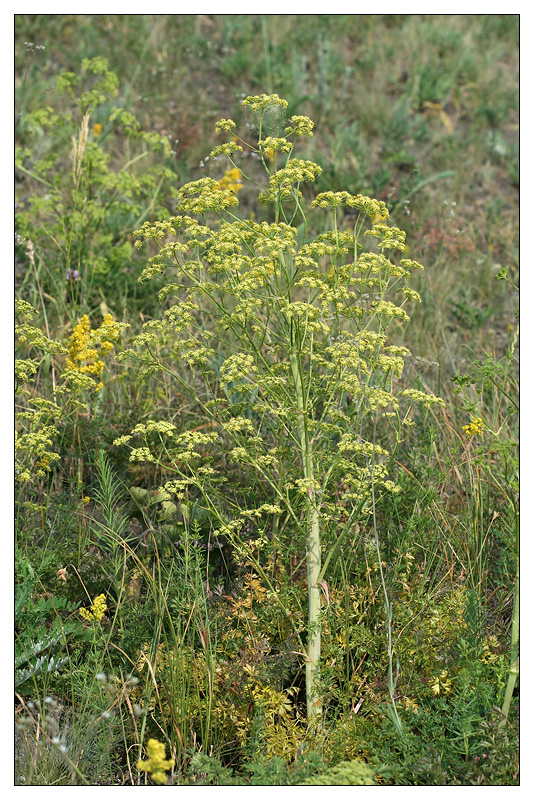 Изображение особи Xanthoselinum alsaticum.