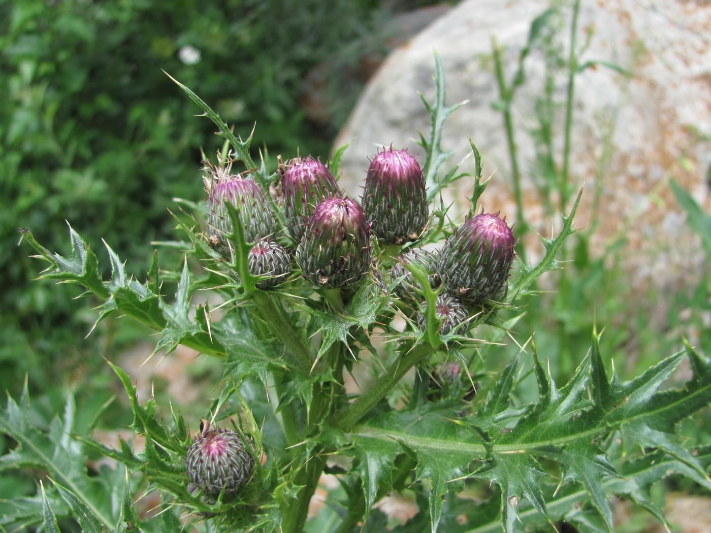 Изображение особи Cirsium elbrusense.