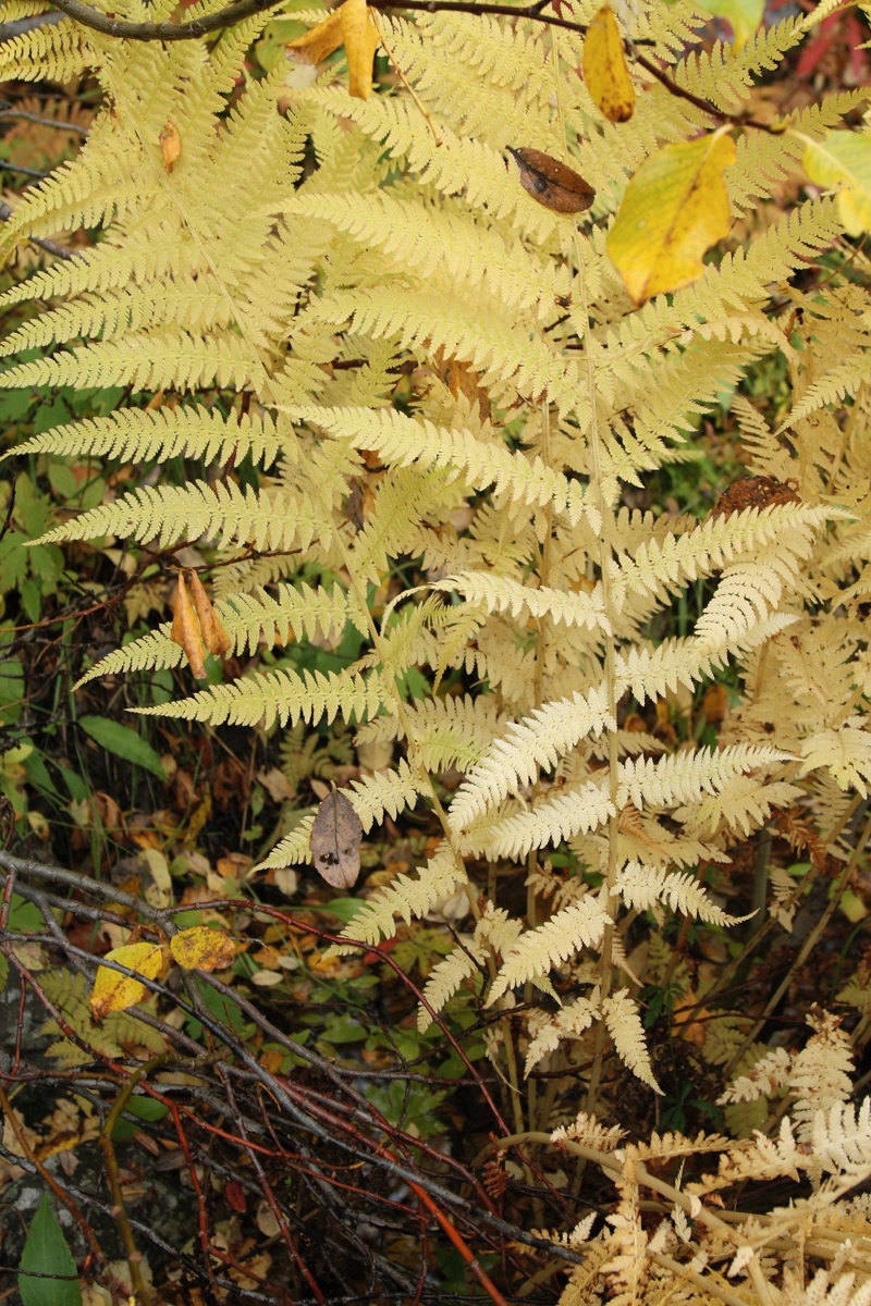 Image of Athyrium filix-femina specimen.