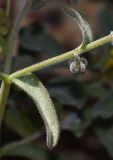Rochelia disperma