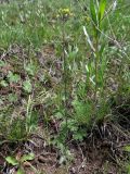 Draba stenocarpa