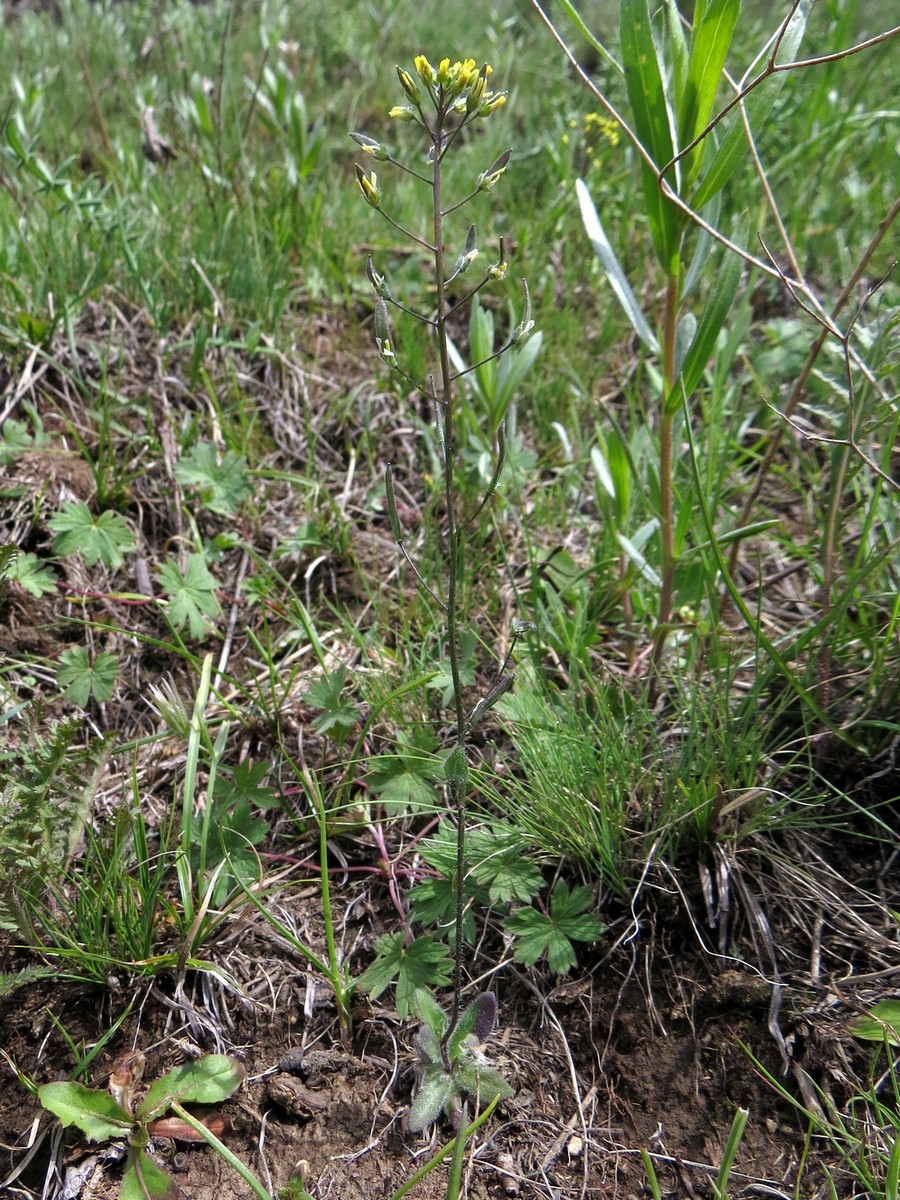 Image of Draba stenocarpa specimen.