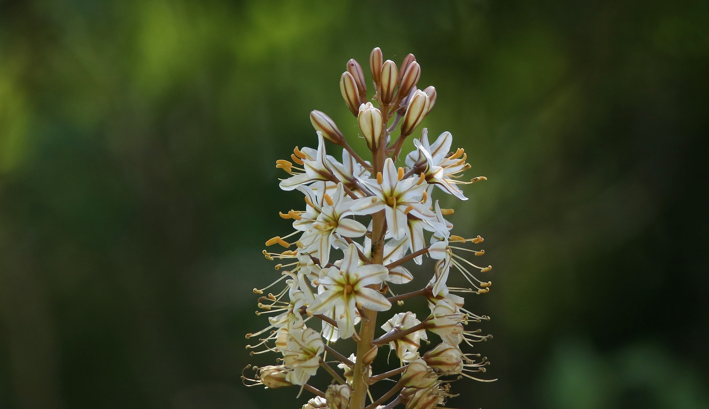Image of Eremurus × decoloratus specimen.