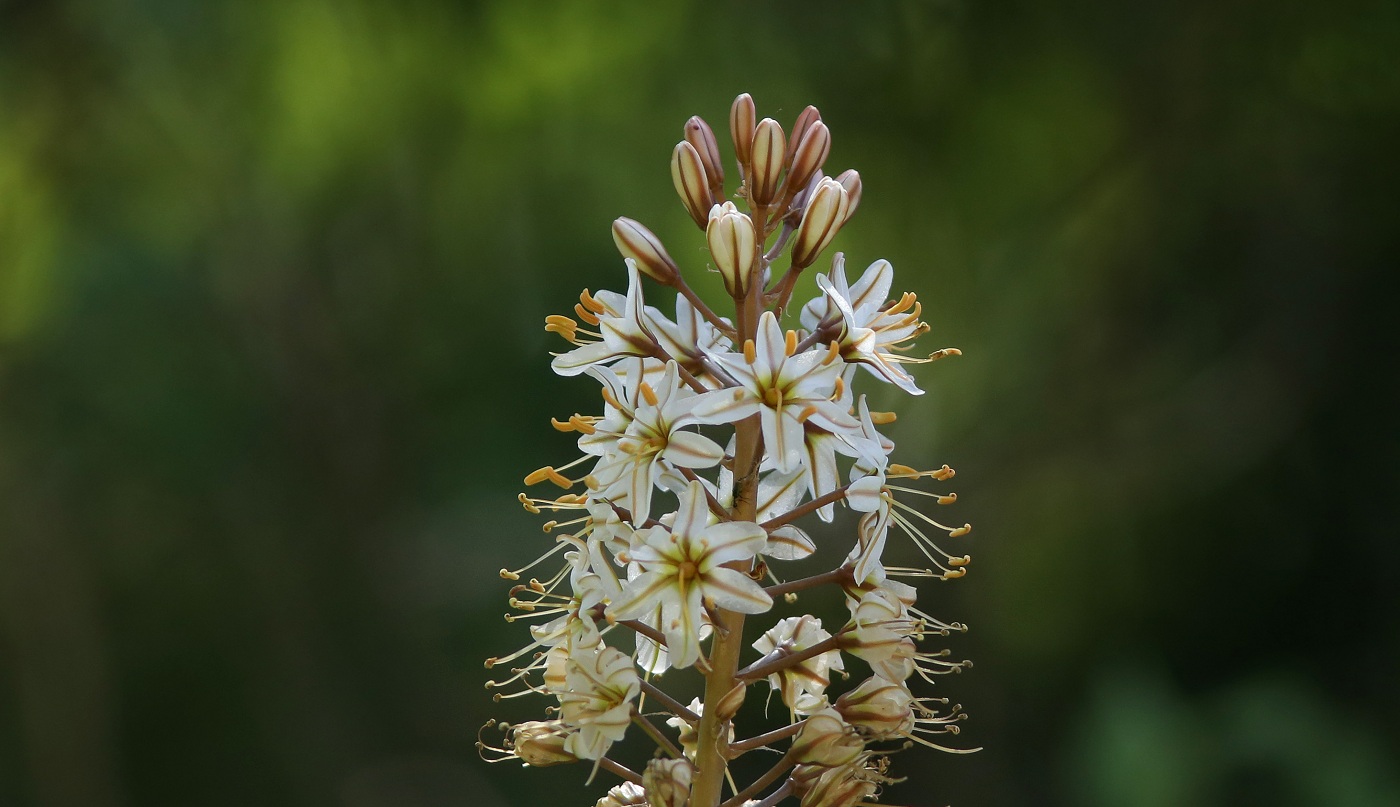 Изображение особи Eremurus &times; decoloratus.