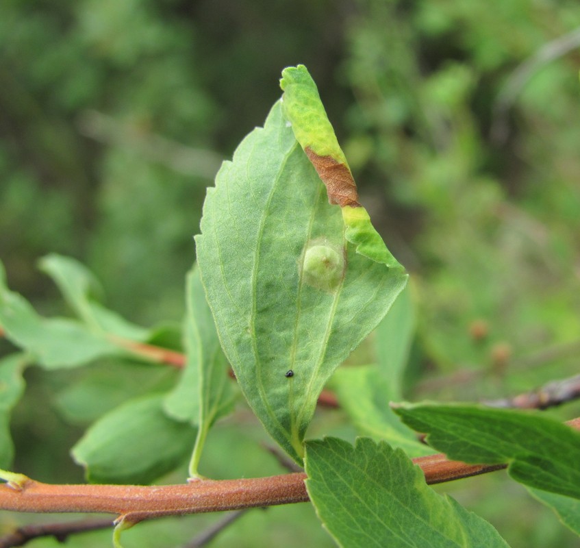 Изображение особи Spiraea crenata.